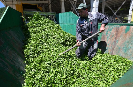 Russia Tea Production