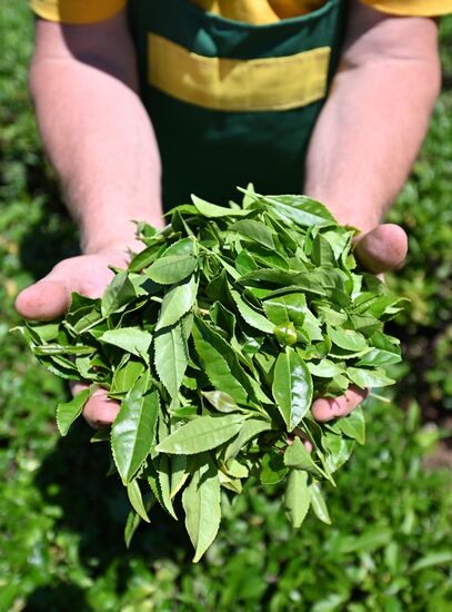 Russia Tea Production