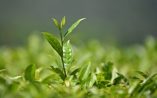Russia Tea Production