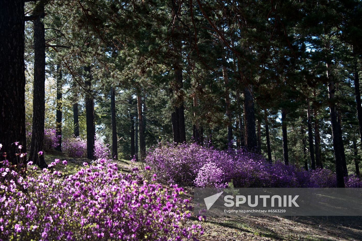 Russia Rhododendron Dauricum Blossom