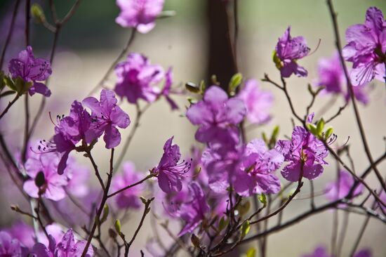 Russia Rhododendron Dauricum Blossom