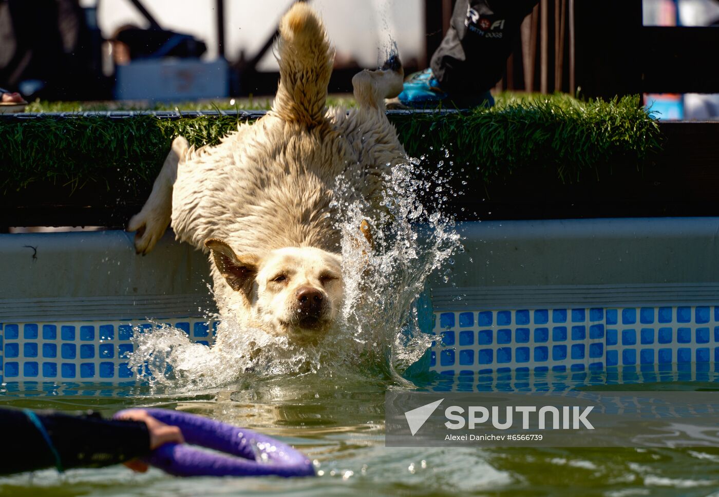 Russia Petshop Days Festival