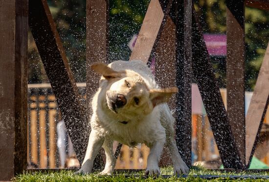 Russia Petshop Days Festival