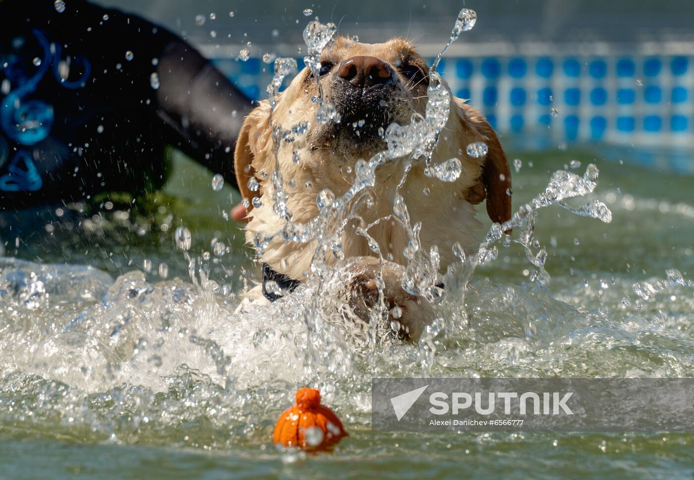 Russia Petshop Days Festival