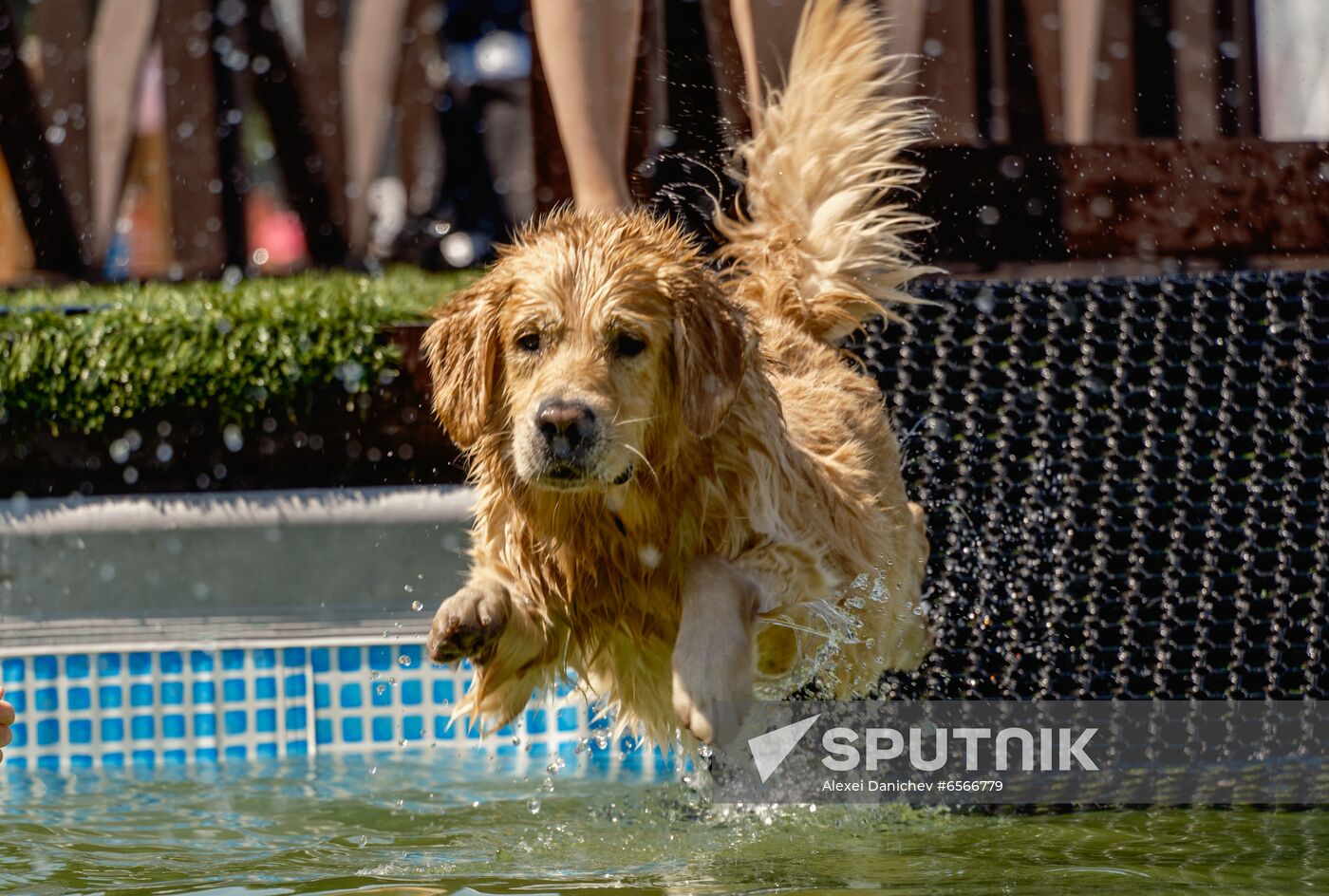 Russia Petshop Days Festival