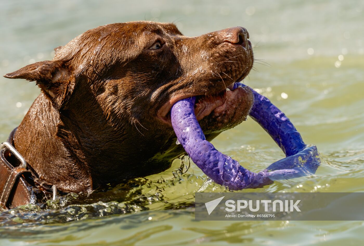 Russia Petshop Days Festival