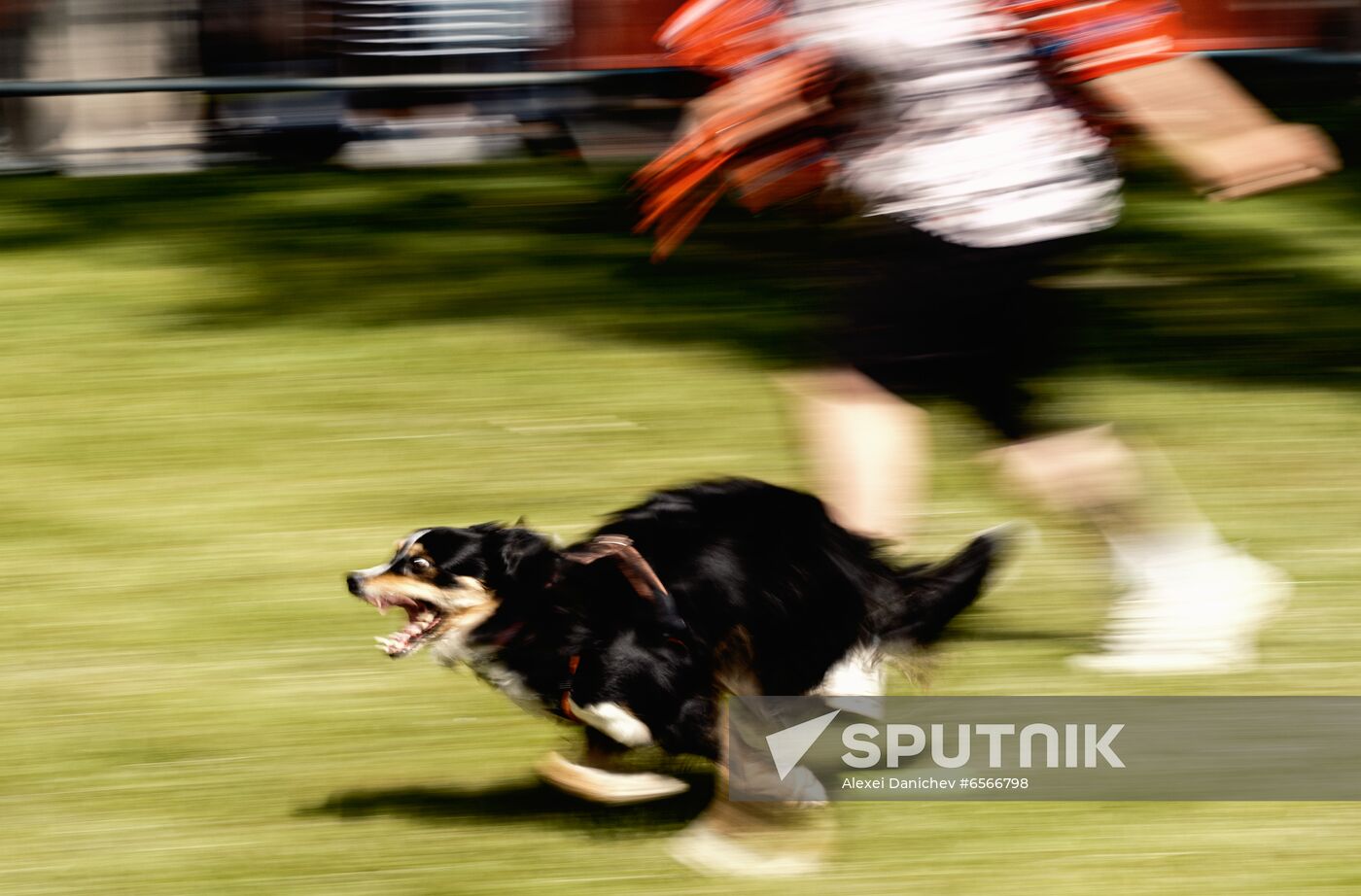 Russia Petshop Days Festival