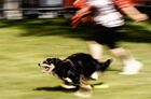 A dog takes part in the running competition of the Petshop Days Festival, in the Primorsky Victory Park on Krestovsky Island, in St. Petersburg, Russia. Location: Russia, St. Petersburg. Author: Alexei Danichev/Sputnik. Russia Petshop Days Festival