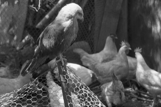 Courtyard zoo