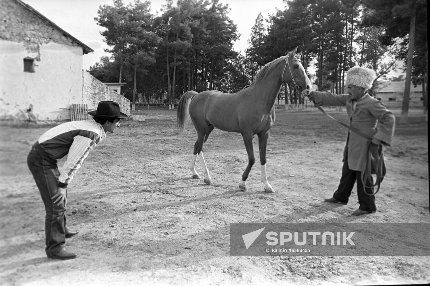 Red  horses of Karabakh