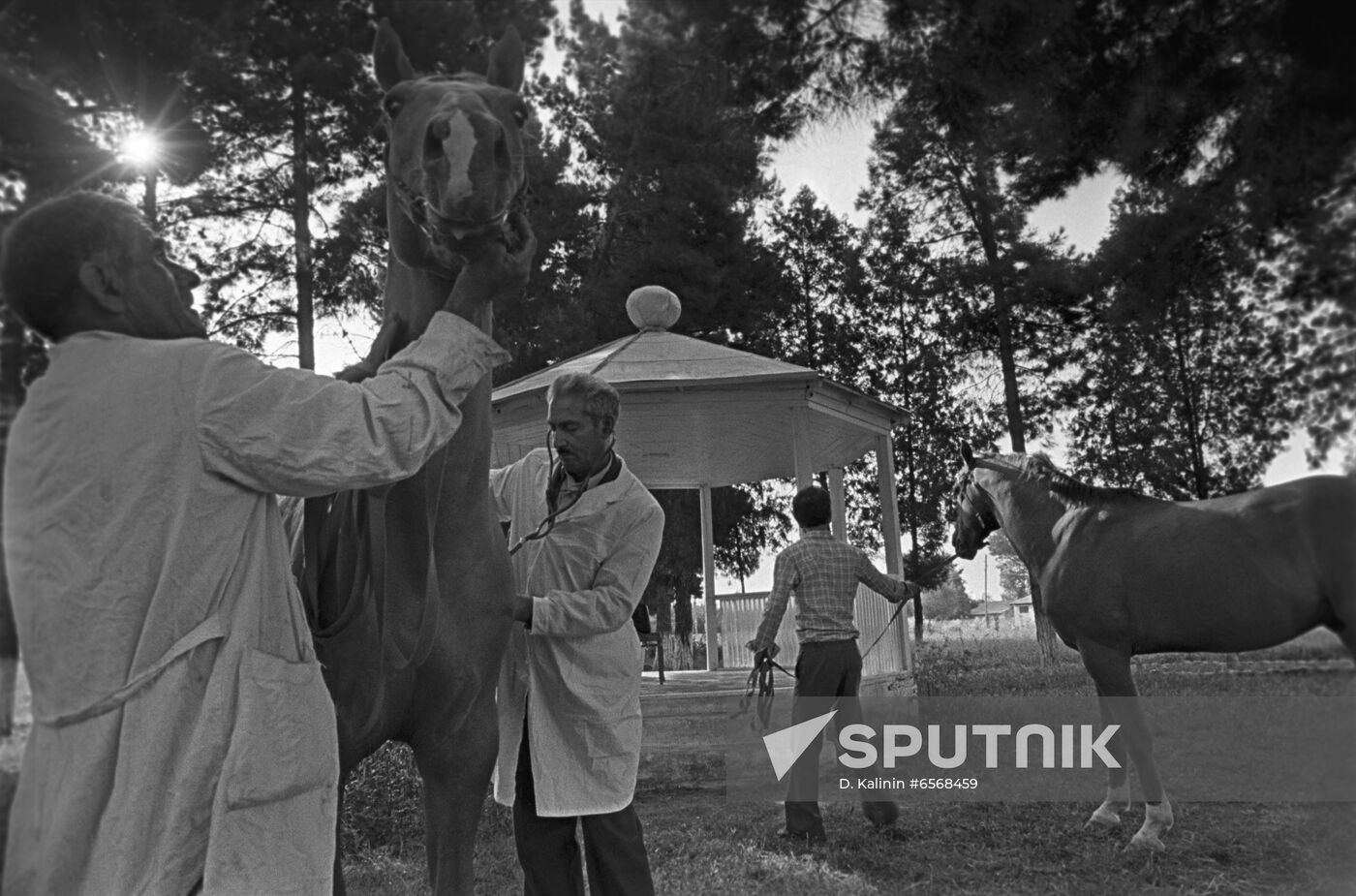 Red horses of Karabakh