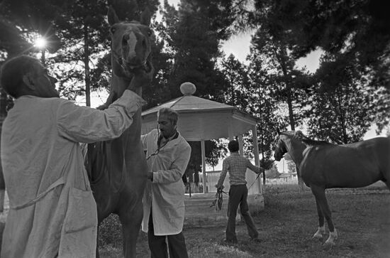 Red horses of Karabakh