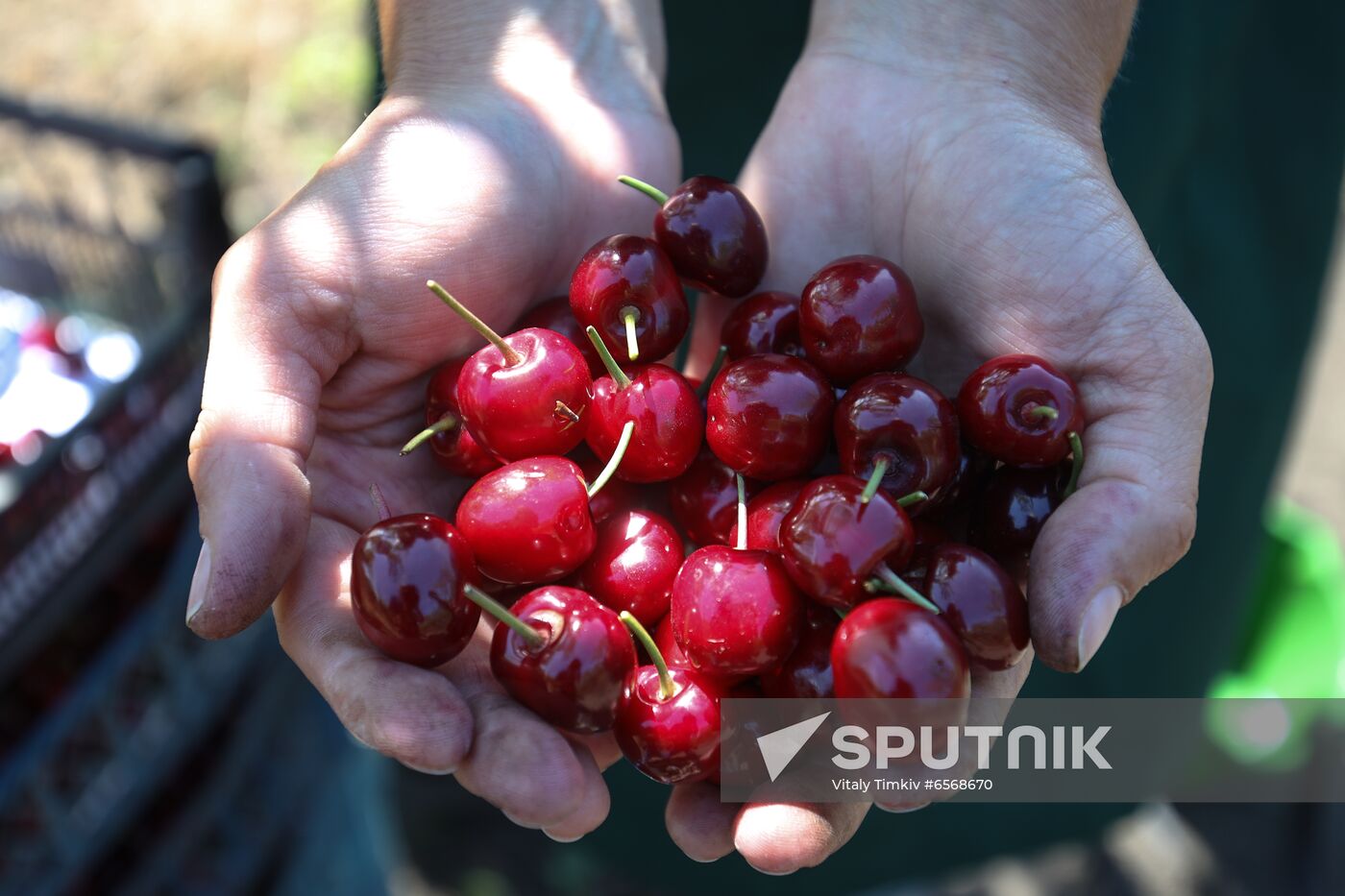 Russia Cherry Harvest