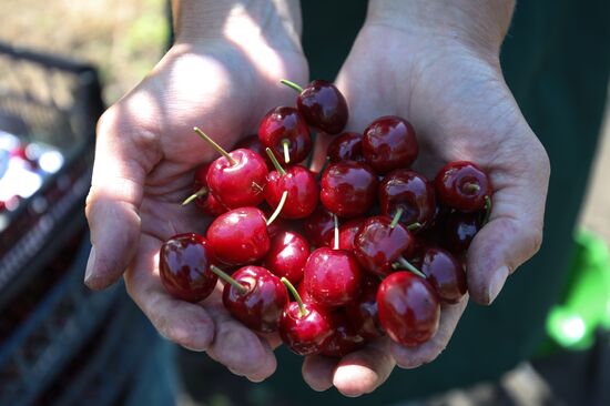 Russia Cherry Harvest