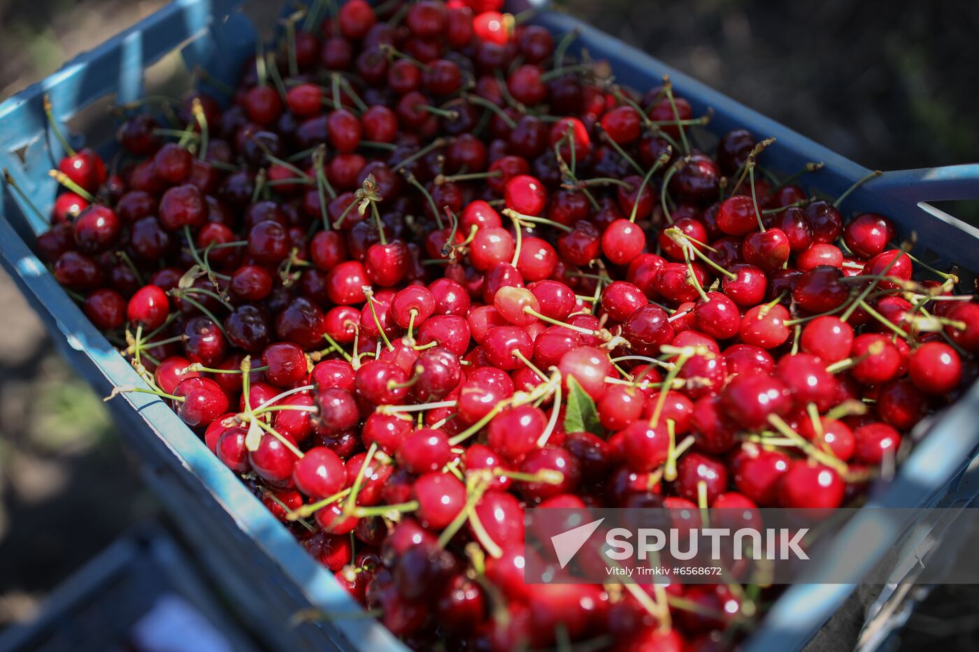 Russia Cherry Harvest