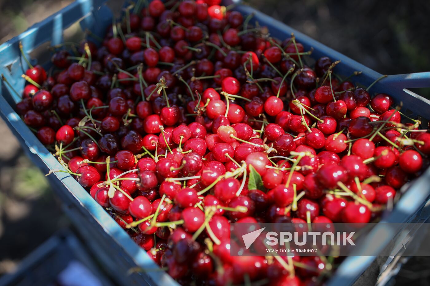 Russia Cherry Harvest