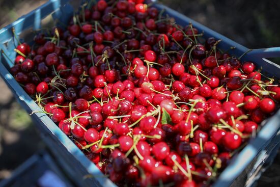 Russia Cherry Harvest
