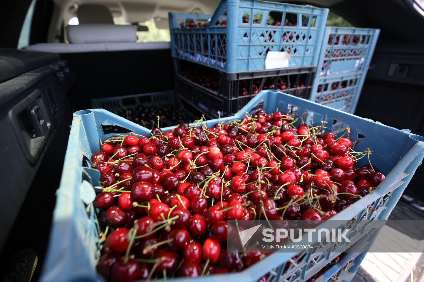 Russia Cherry Harvest