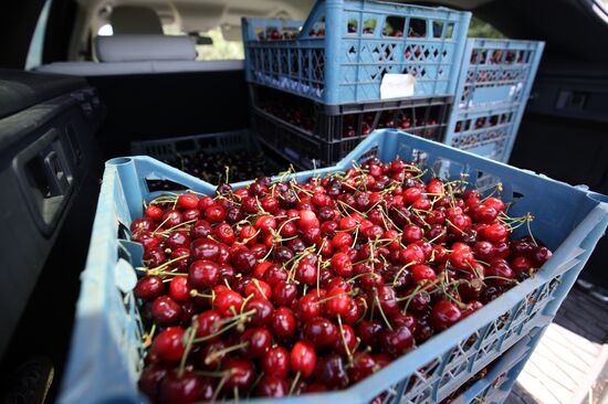 Russia Cherry Harvest