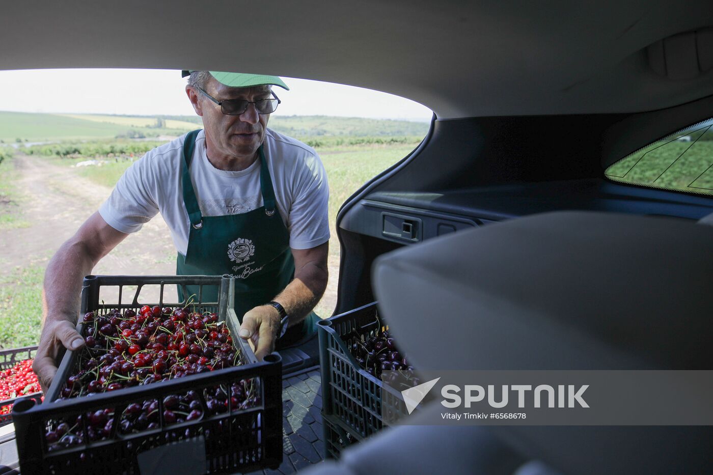 Russia Cherry Harvest