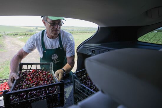 Russia Cherry Harvest