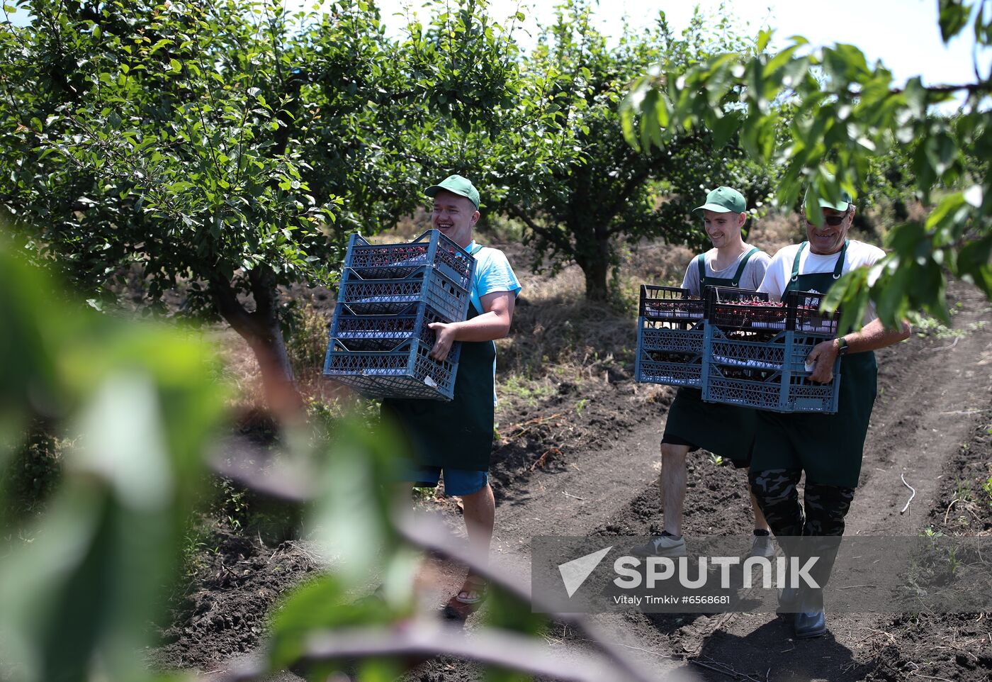 Russia Cherry Harvest