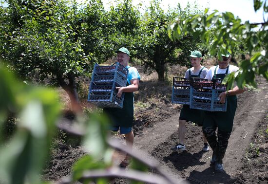 Russia Cherry Harvest