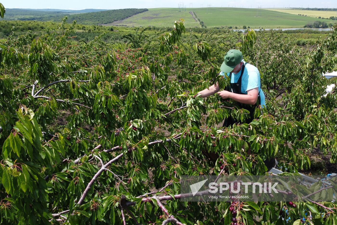 Russia Cherry Harvest