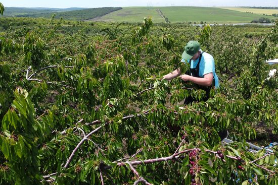 Russia Cherry Harvest