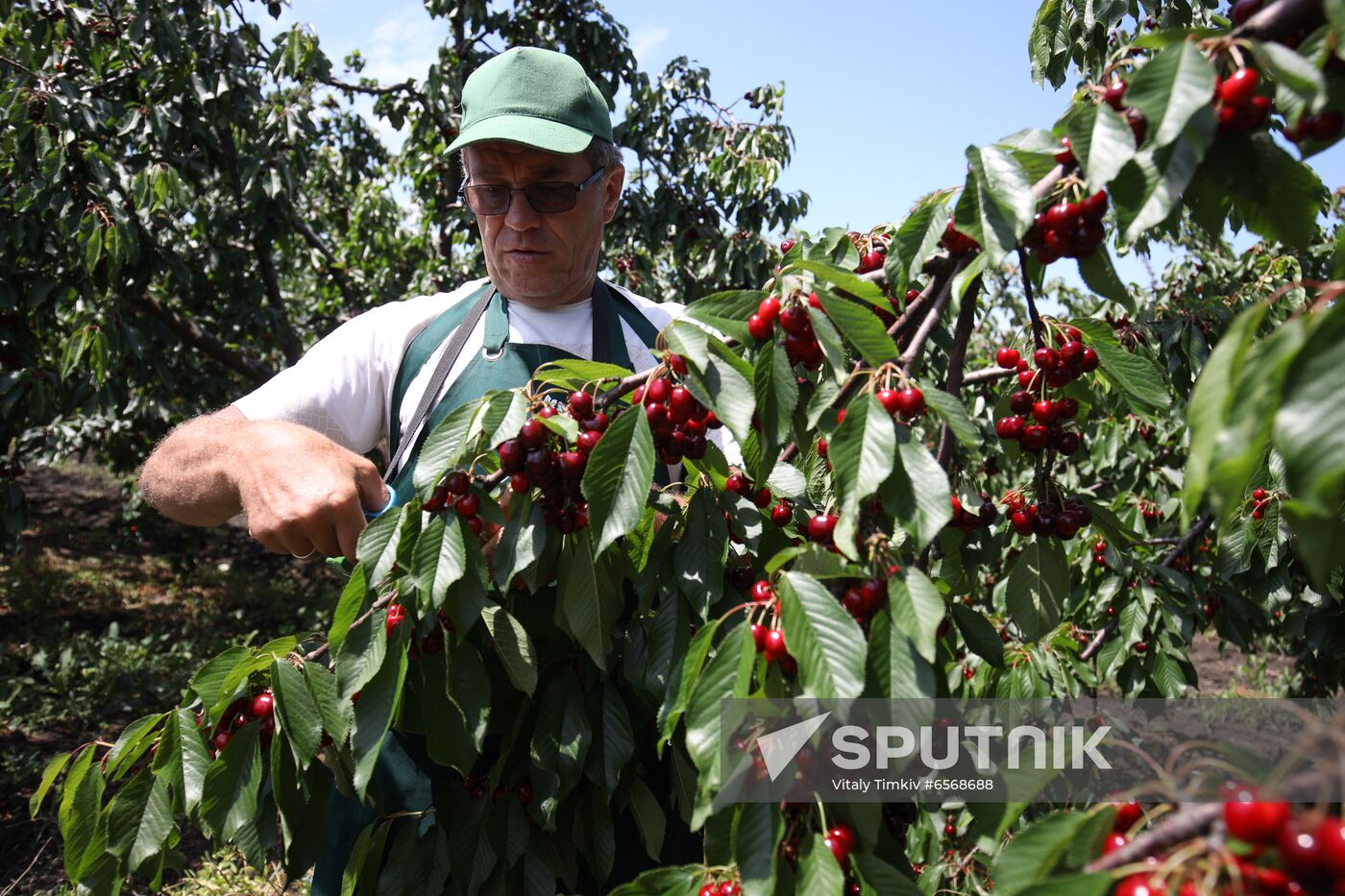 Russia Cherry Harvest