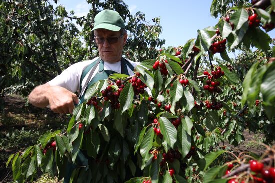 Russia Cherry Harvest