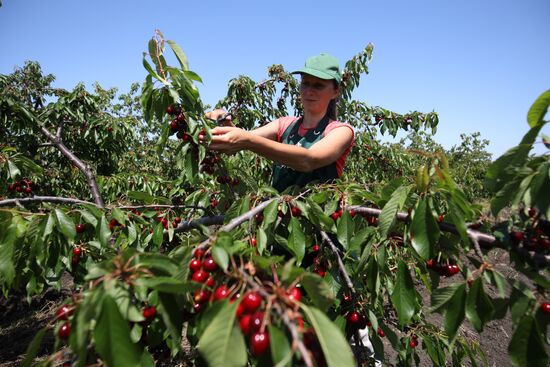 Russia Cherry Harvest