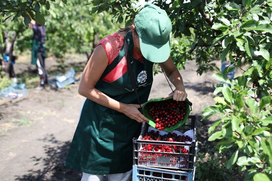 Russia Cherry Harvest