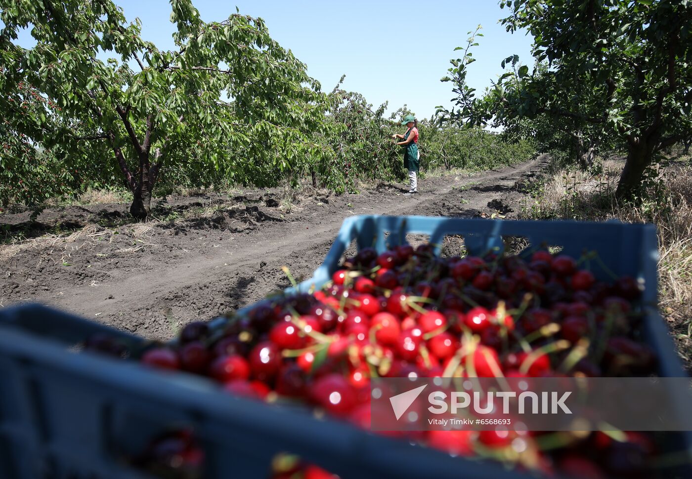 Russia Cherry Harvest