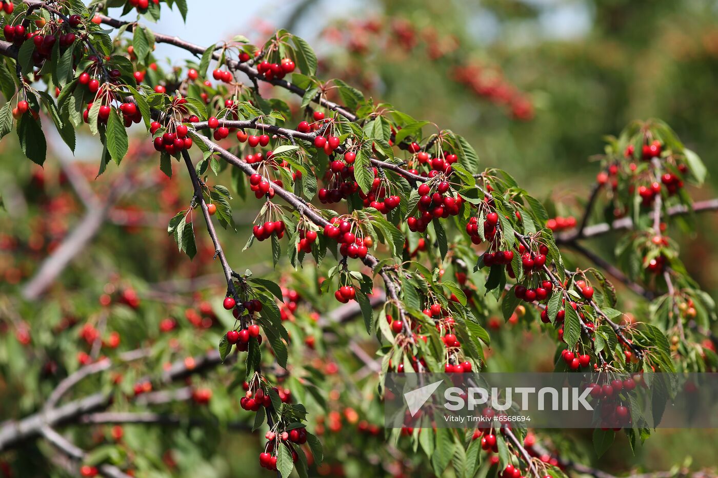 Russia Cherry Harvest