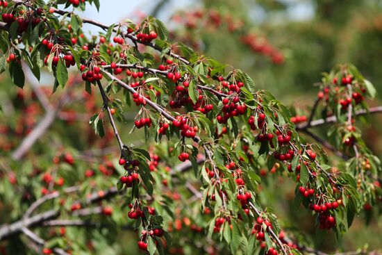 Russia Cherry Harvest