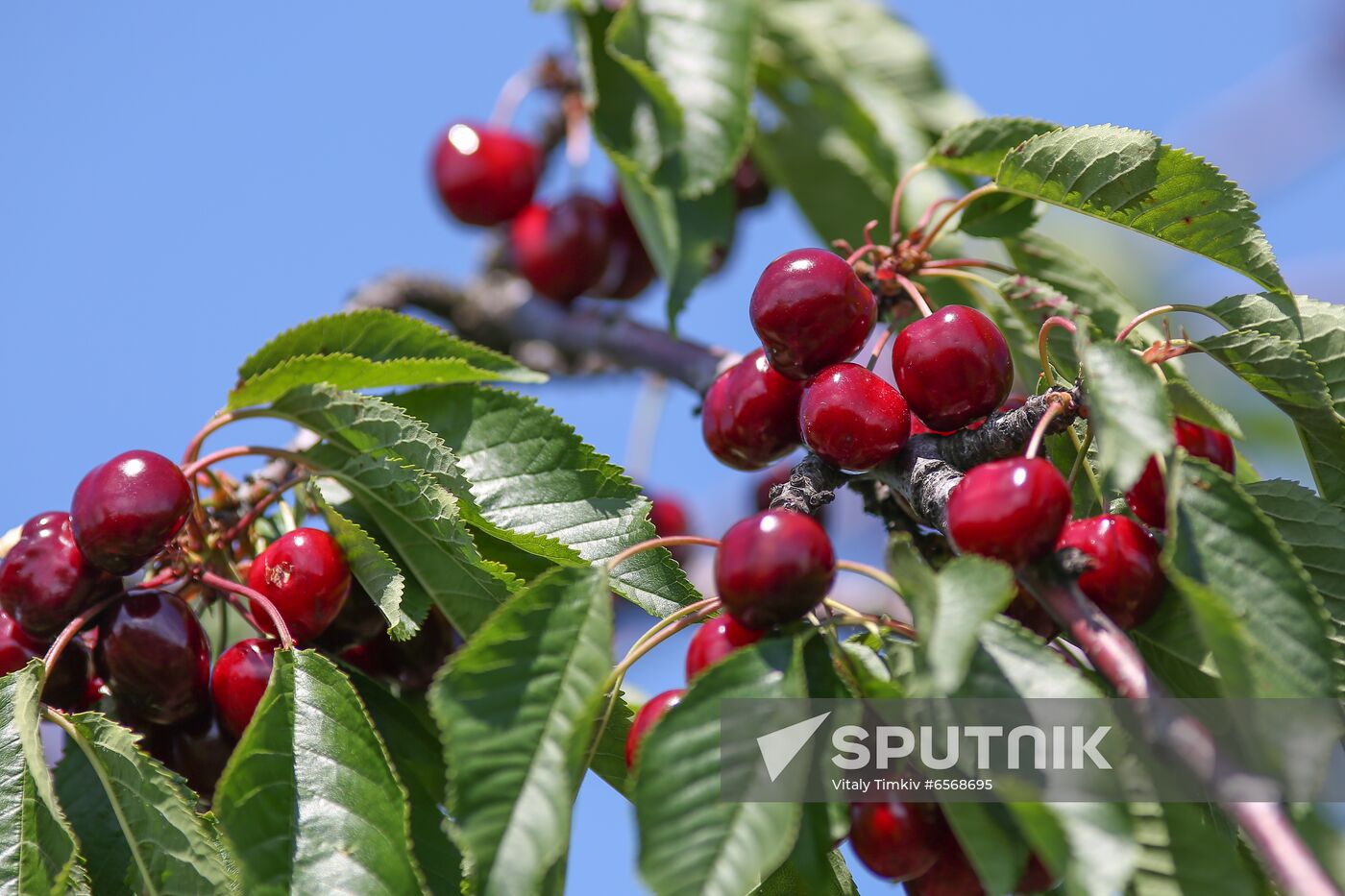 Russia Cherry Harvest