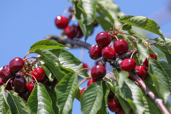 Russia Cherry Harvest