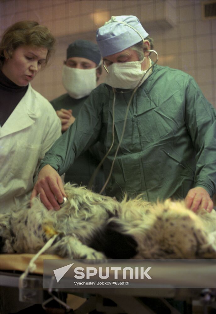 Oncology veterinary clinic