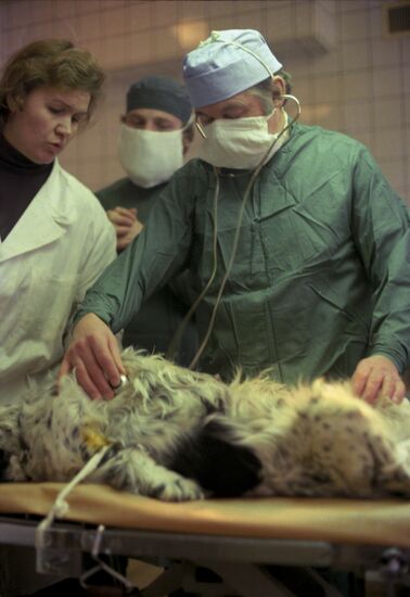 Oncology veterinary clinic
