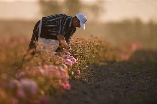 Russia Crimea Rose Petals Gathering