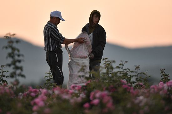 Russia Crimea Rose Petals Gathering