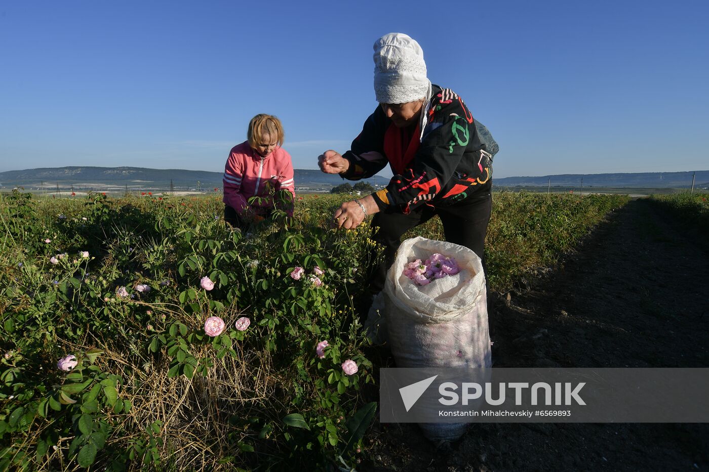 Russia Crimea Rose Petals Gathering