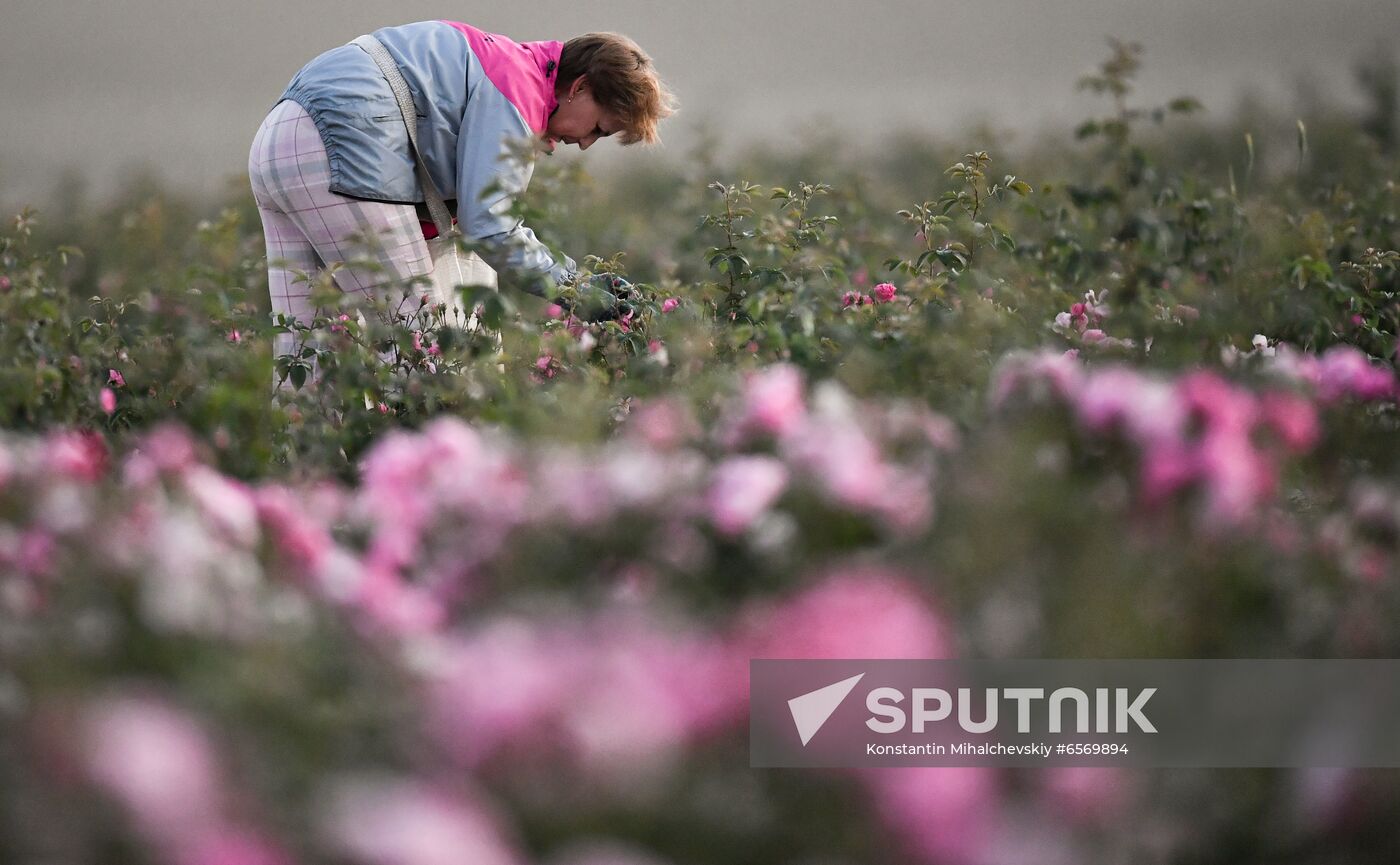 Russia Crimea Rose Petals Gathering