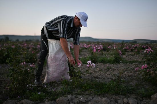 Russia Crimea Rose Petals Gathering