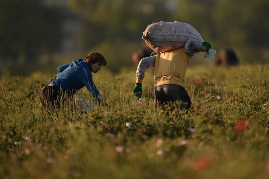 Russia Crimea Rose Petals Gathering