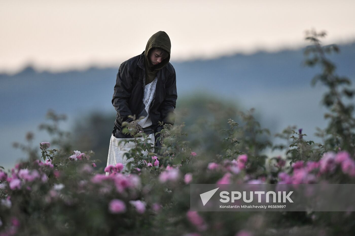 Russia Crimea Rose Petals Gathering