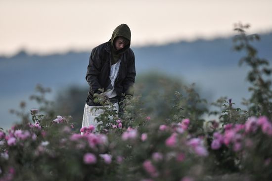 Russia Crimea Rose Petals Gathering