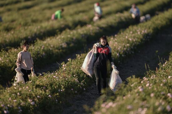 Russia Crimea Rose Petals Gathering
