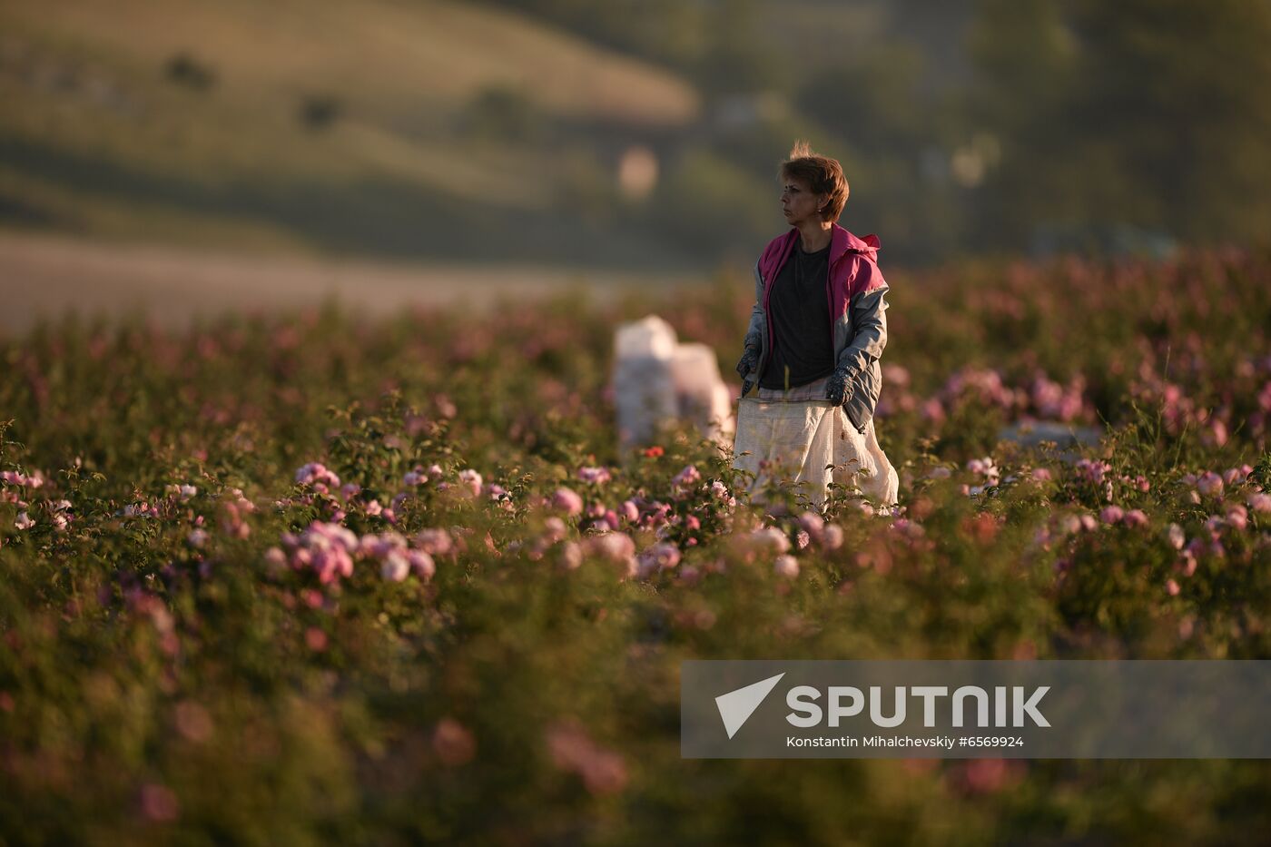 Russia Crimea Rose Petals Gathering